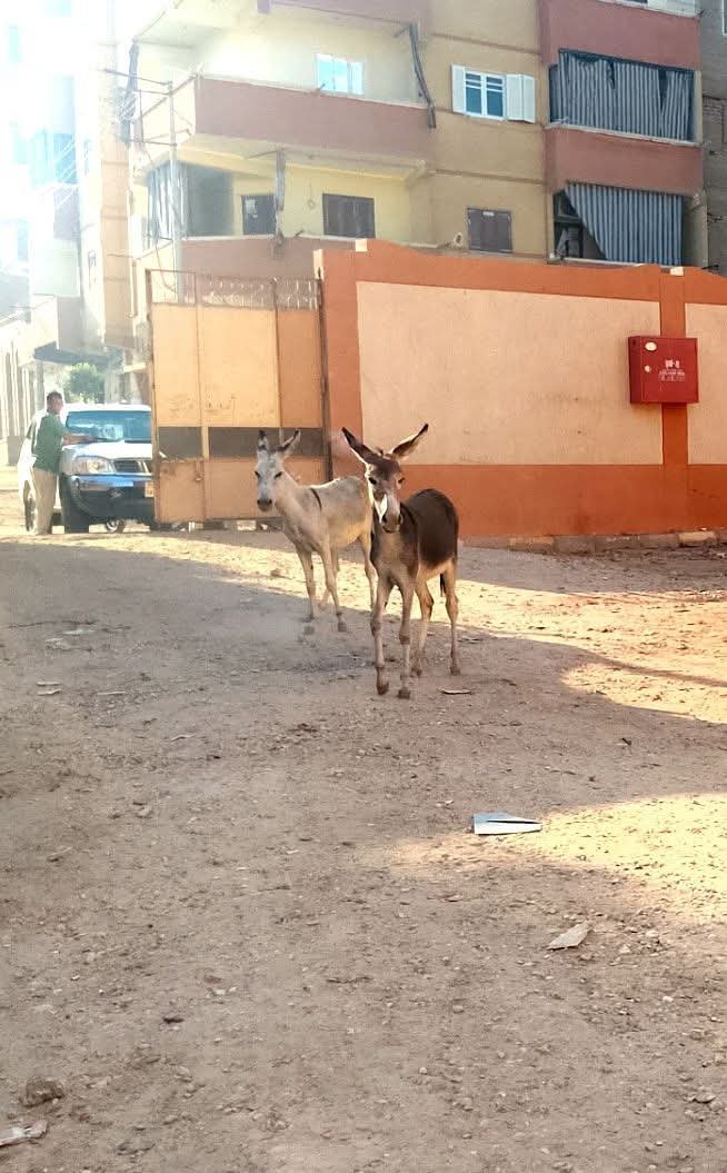 حمير داخل مدرسة بقنا