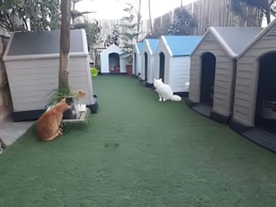 ملجأ مخصص للحيوانات الضالة