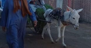 مسن بعربة كارو يمر أمام موكب وزيرة التنمية المحلية في قنا