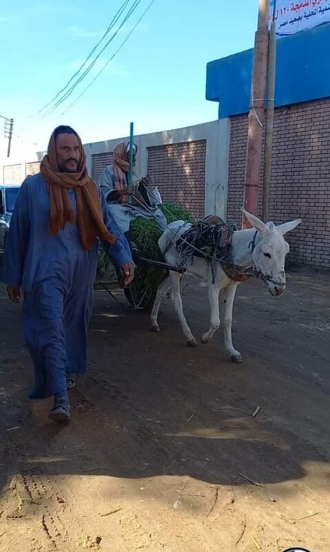 مسن بعربة كارو يمر أمام موكب وزيرة التنمية المحلية في قنا