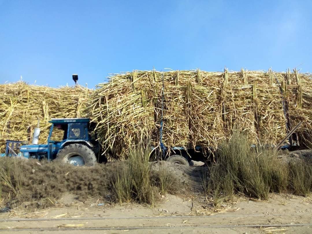 مقطورة قصب_أرشيفية