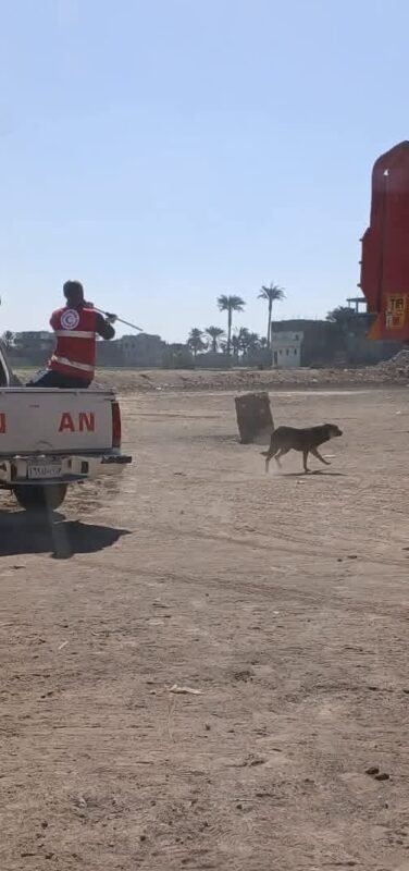 تحصين 37 كلبًا ضالًا في قنا