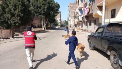 تحصين 38 كلبًا ضالًا بقنا