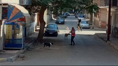 تحصين 86 كلبًا ضالًا بقنا