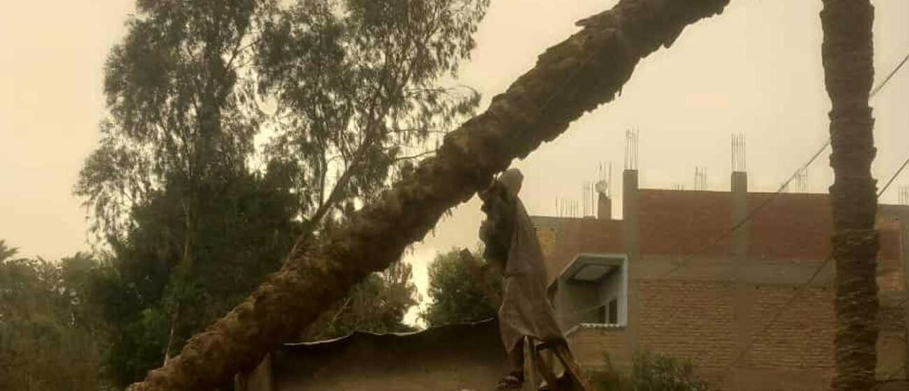 سقوط نخلة بقرية الرحمانية