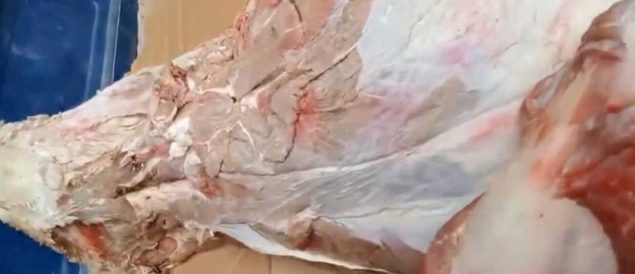 ضبط 100 كيلو لحوم فاسدة بدشنا