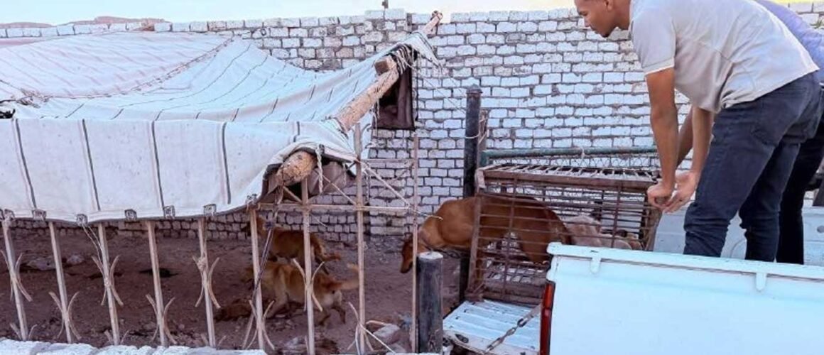 حملة موسعة لنقل الكلاب الضالة بمدينة قنا الجديدة