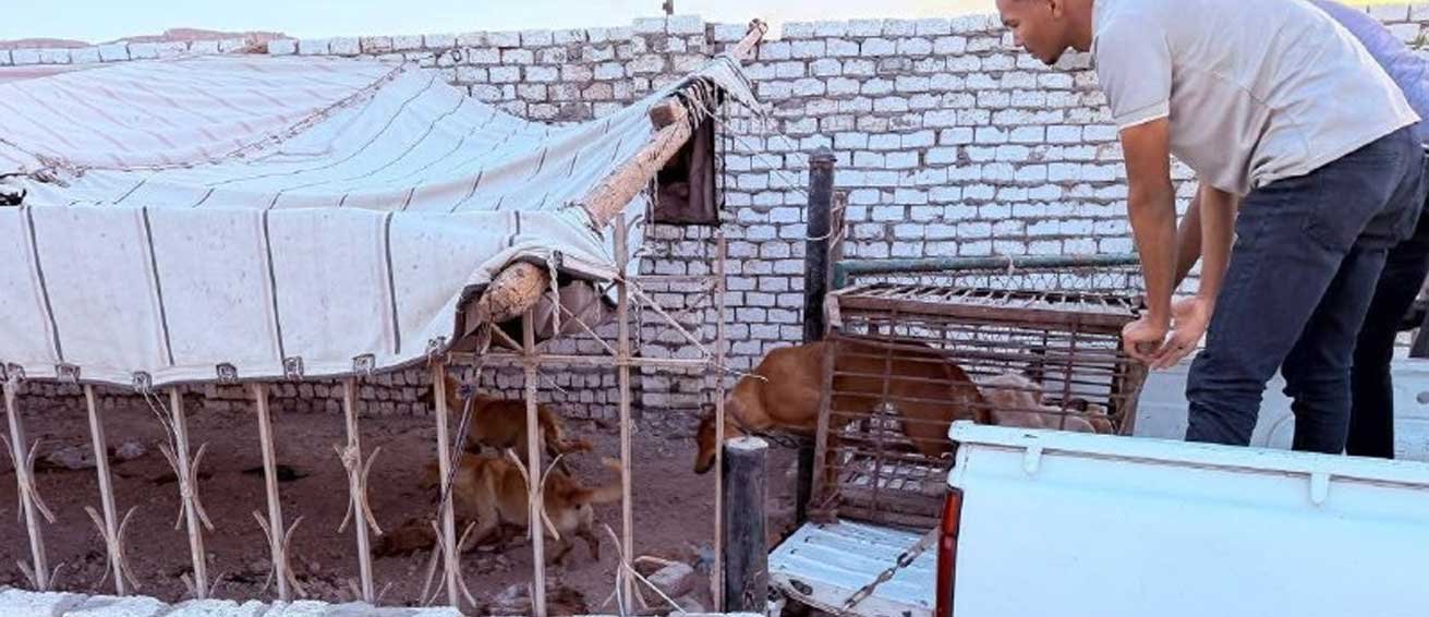حملة موسعة لنقل الكلاب الضالة بمدينة قنا الجديدة
